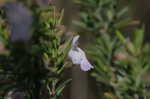 False rosemary